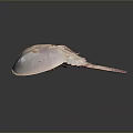 Horseshoe Crab With Pinkish White Smooth Shell Flat Body And Long Tail On Dark Background