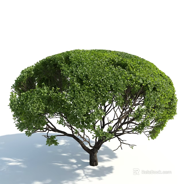 Lush Green Arbor Tree With Rounded Canopy Dark Trunk And Leafy Shadows 3d model