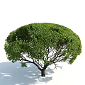 Lush Green Arbor Tree With Rounded Canopy Dark Trunk And Leafy Shadows 3d model