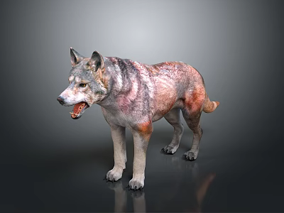 3D Wolf Character Model With Realistic Fur Standing In Dark Background 3d model