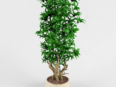 Bonsai Potted Plant With Lush Green Leaves And Brown Trunk In Ceramic Pot 3d model