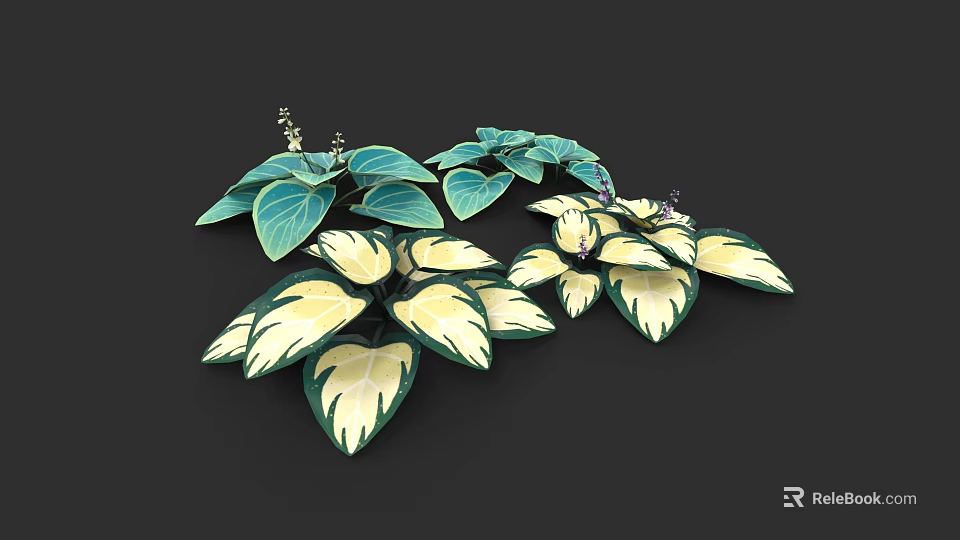 Green And White Variegated Plants With Large Heart Shaped Leaves And Small Purple Flowers 3d model 