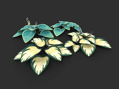Green And White Variegated Plants With Large Heart Shaped Leaves And Small Purple Flowers 3d model