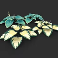 Green And White Variegated Plants With Large Heart Shaped Leaves And Small Purple Flowers