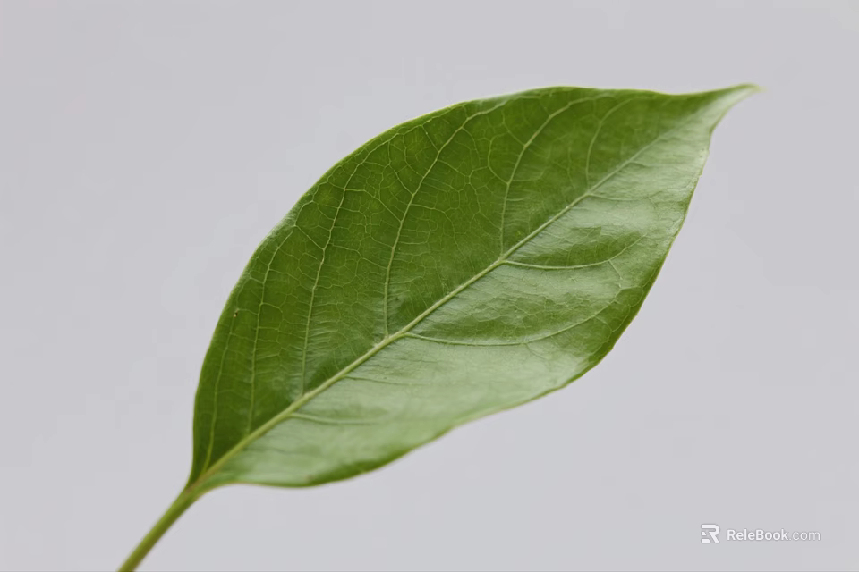 Fresh Green Leaf With Visible Veins Against Light Gray Background 3d model