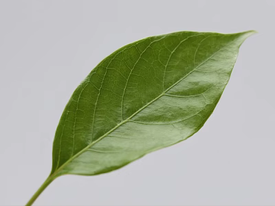 Fresh Green Leaf With Visible Veins Against Light Gray Background 3d model