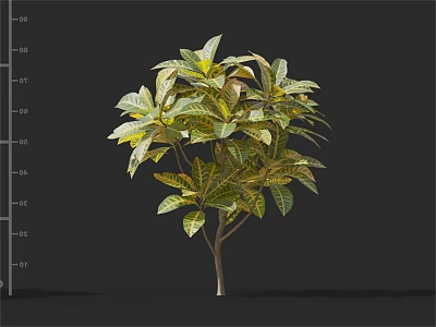 Arbor Tree With Variegated Green And Yellow Leaves And Slender Trunk 3d model