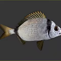 Realistic Silver Fish With Black Stripe Yellow Fins Large Eyes And Reflection On Gray Background