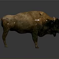 Realistic Standing Buffalo With Brown Fur And White Horns On Gray Background