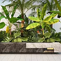 Tropical Garden Landscape With Palm Banana Trees Large Green Leaves Stone Bench White Wall Paved Ground