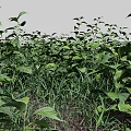 Lush Green Ground Cover Plants Growing On Natural Soil Surface Area