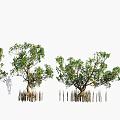 Mangrove Trees with Exposed Root System in Tropical Line Arrangement 3d model
