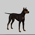 Realistic Black and Tan Doberman Dog Standing Isolated on Black Background
