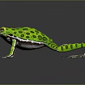 Vibrant Green Spotted Frog Standing on Shiny Reflective Surface with Extended Legs