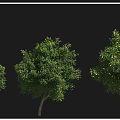 Various Arbor Species Including Root Ball Trees Osmanthus And Fig Tree Varieties 3d model
