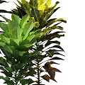 Various Green Leafy Potted Plants With Colorful Foliage For Indoor Decoration