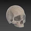 Detailed Realistic Textured Human Skull 3D Rendered Model on Gray Background 3d model