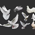 White Doves Showing Various Flying and Standing Poses on Black Background