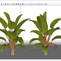 green plant leaves leaves plantain tropical 3d model