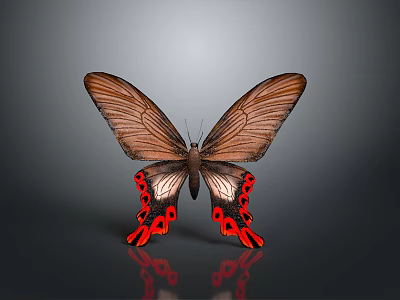Beautiful Brown Butterfly With Red And Black Spots On Wings Against Gray Background And Reflection 3d model