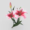 Fresh Blooming Pink Lilies with Green Stems Leaves and Unopened Bud