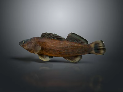 Realistic Brown Fish With Detailed Fins Displayed On Gray Background 3d model