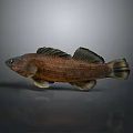 Realistic Brown Fish With Detailed Fins Displayed On Gray Background