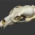 Detailed Animal Skull Bone Structure With Sharp Teeth And Anatomical Features 3d model