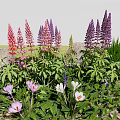 Diverse Garden Flowers With Pink Purple Yellow Blooms And Lush Green Leaves