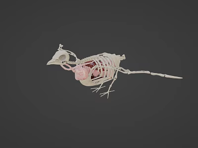 Flying Animal Skeleton Model With Detailed Internal Organs And Anatomical Structure 3d model