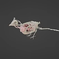 Flying Animal Skeleton Model With Detailed Internal Organs And Anatomical Structure