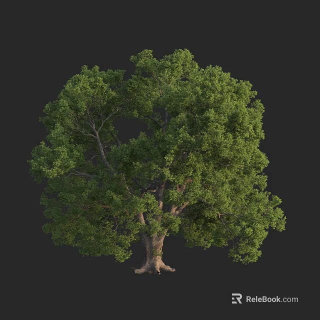 Tall Arbor With Lush Green Foliage Thick Trunk And Strong Roots 3d model 