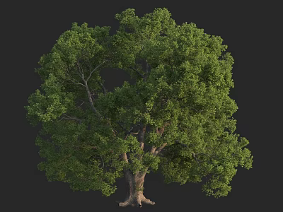 Tall Arbor With Lush Green Foliage Thick Trunk And Strong Roots 3d model