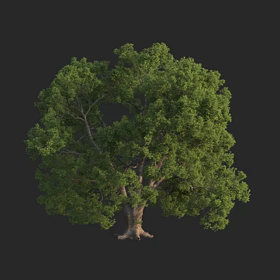 Tall Arbor With Lush Green Foliage Thick Trunk And Strong Roots 3d model
