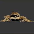 Brown Spotted Toad With Blue Eyes And Textured Skin Lying On Dark Reflective Surface