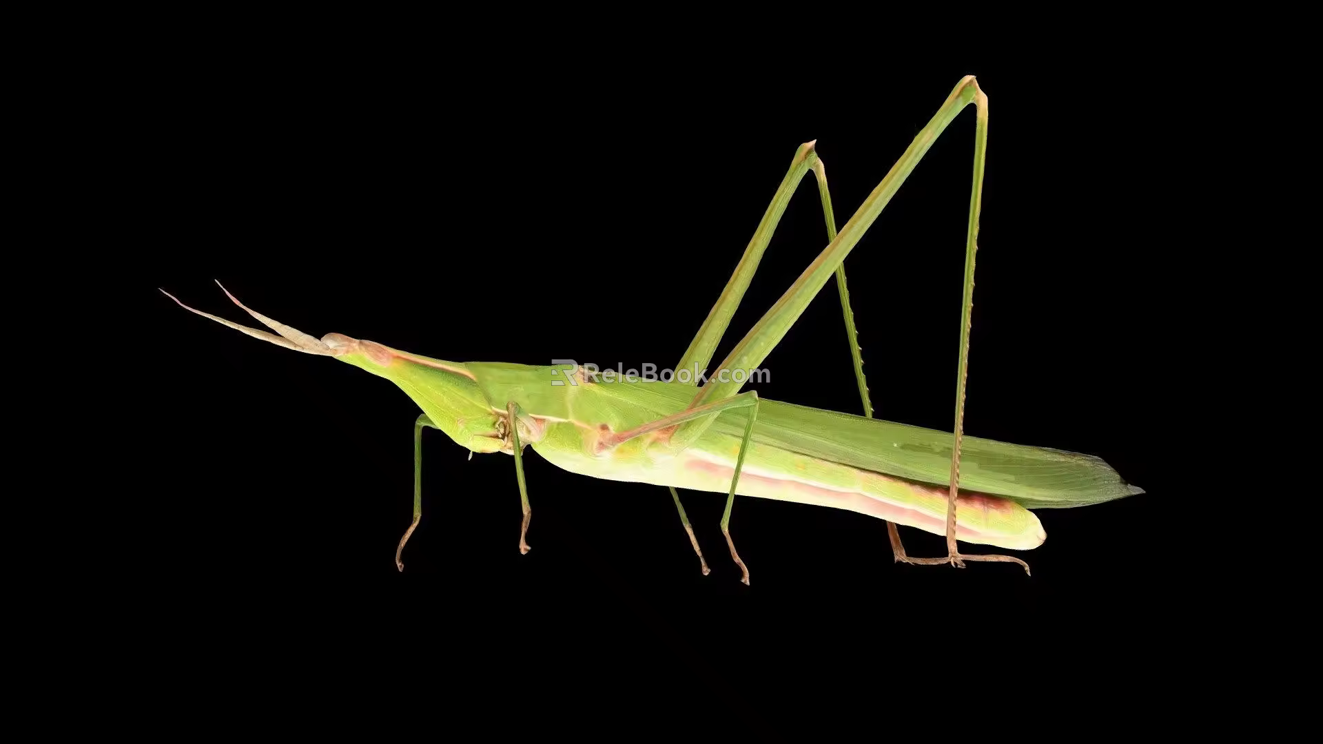 Modern Locust 3d model
