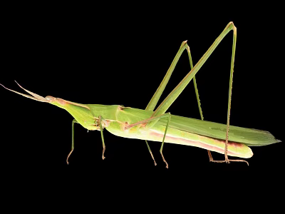 Green Flying Insect With Slender Body Long Legs And Antenna On Black Background 3d model