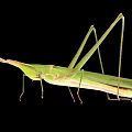 Modern Locust 3d model