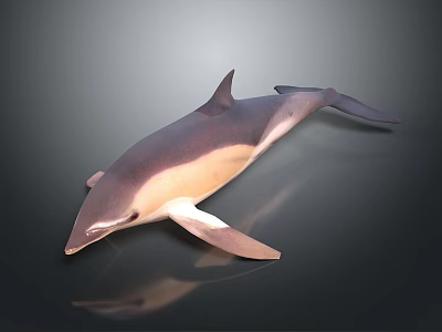 3D Dolphin Model With Gray And White Body In Digital Rendering Scene 3d model