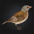 Bird with grayish white head orange beak brown wings spotted belly standing against black background