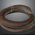 Coiled Brown and Red Patterned Snake on Gray Background with Curled Body