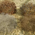 Different Colored Dried Plant Clumps Growing On Sandy Rocky Ground