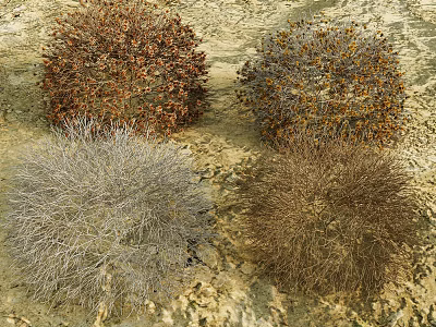 Different Colored Dried Plant Clumps Growing On Sandy Rocky Ground 3d model