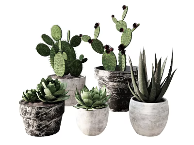 Different Potted Succulents And Cacti In Textured Ceramic Pots For Home Decoration 3d model