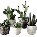 Different Potted Succulents And Cacti In Textured Ceramic Pots For Home Decoration