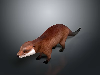 Detailed Realistic Brown Otter With White Chest Standing on Gray Background 3d model