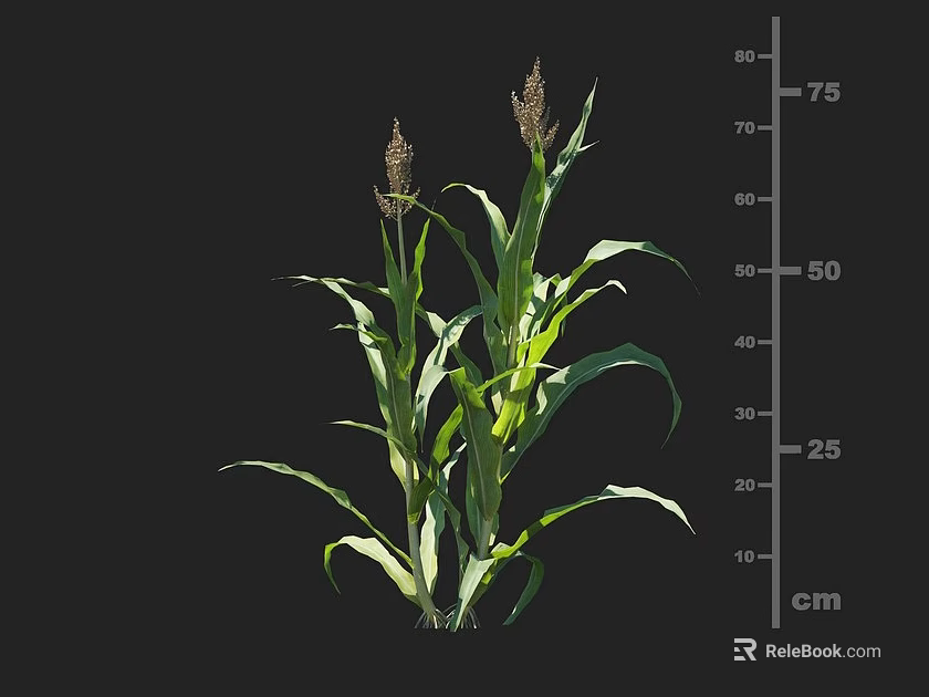 Corn Plant With Green Leaves And Tassels Measuring Height In Centimeters 3d model 