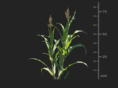 Corn Plant With Green Leaves And Tassels Measuring Height In Centimeters 3d model