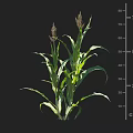 Corn Plant With Green Leaves And Tassels Measuring Height In Centimeters