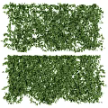 Lush Green Ivy Plants Dense Foliage For Natural Decorative Wall Covering
